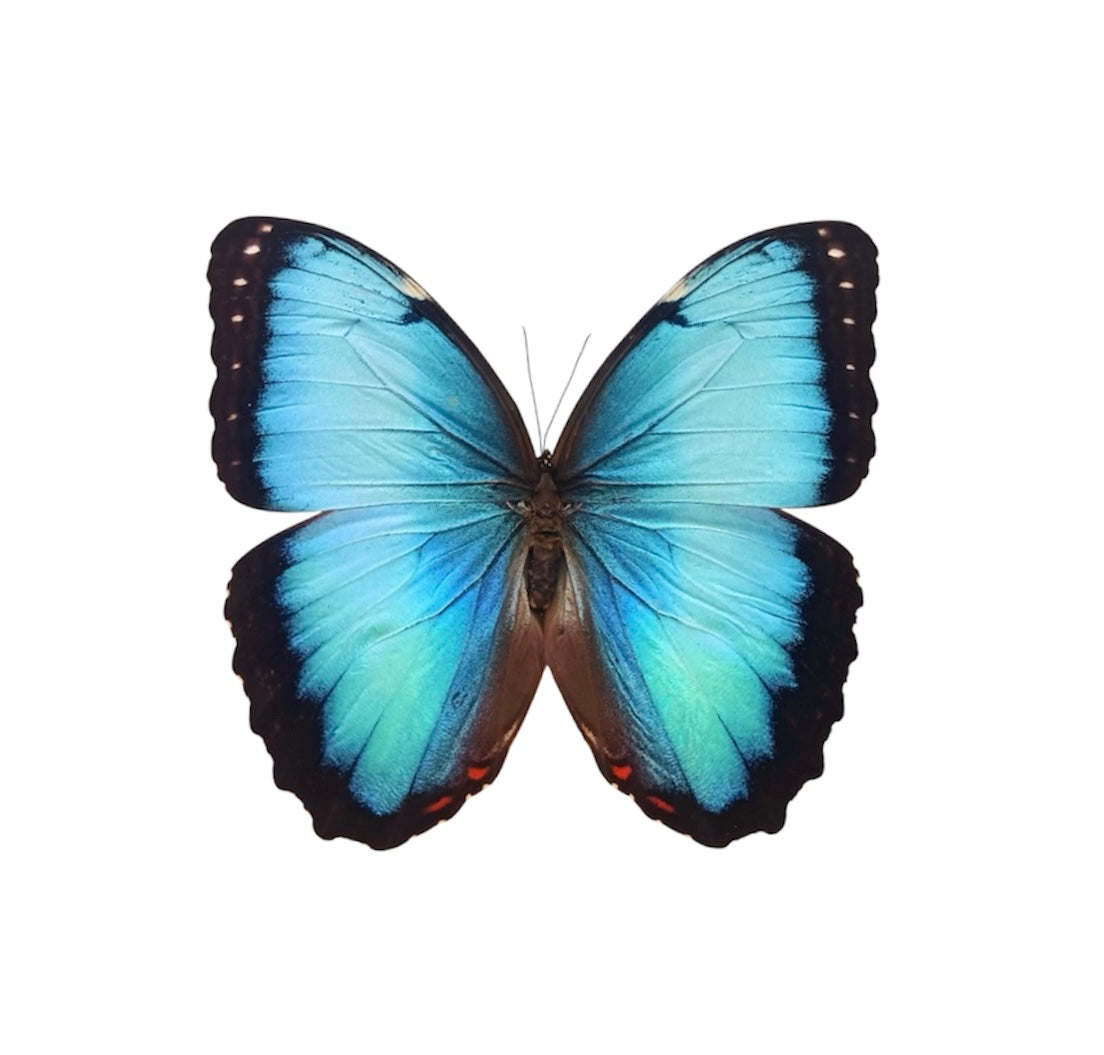 PENDIENTES MORPHO SUPERIOR ACERO
