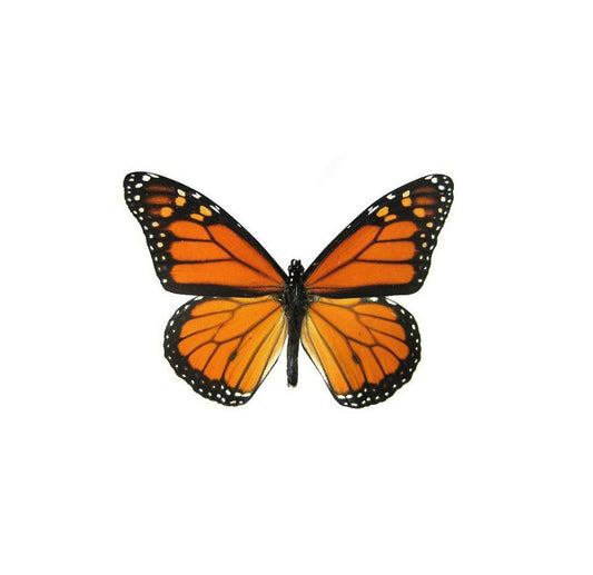 PENDIENTES GEOMÉTRICOS MONARCA DORADO